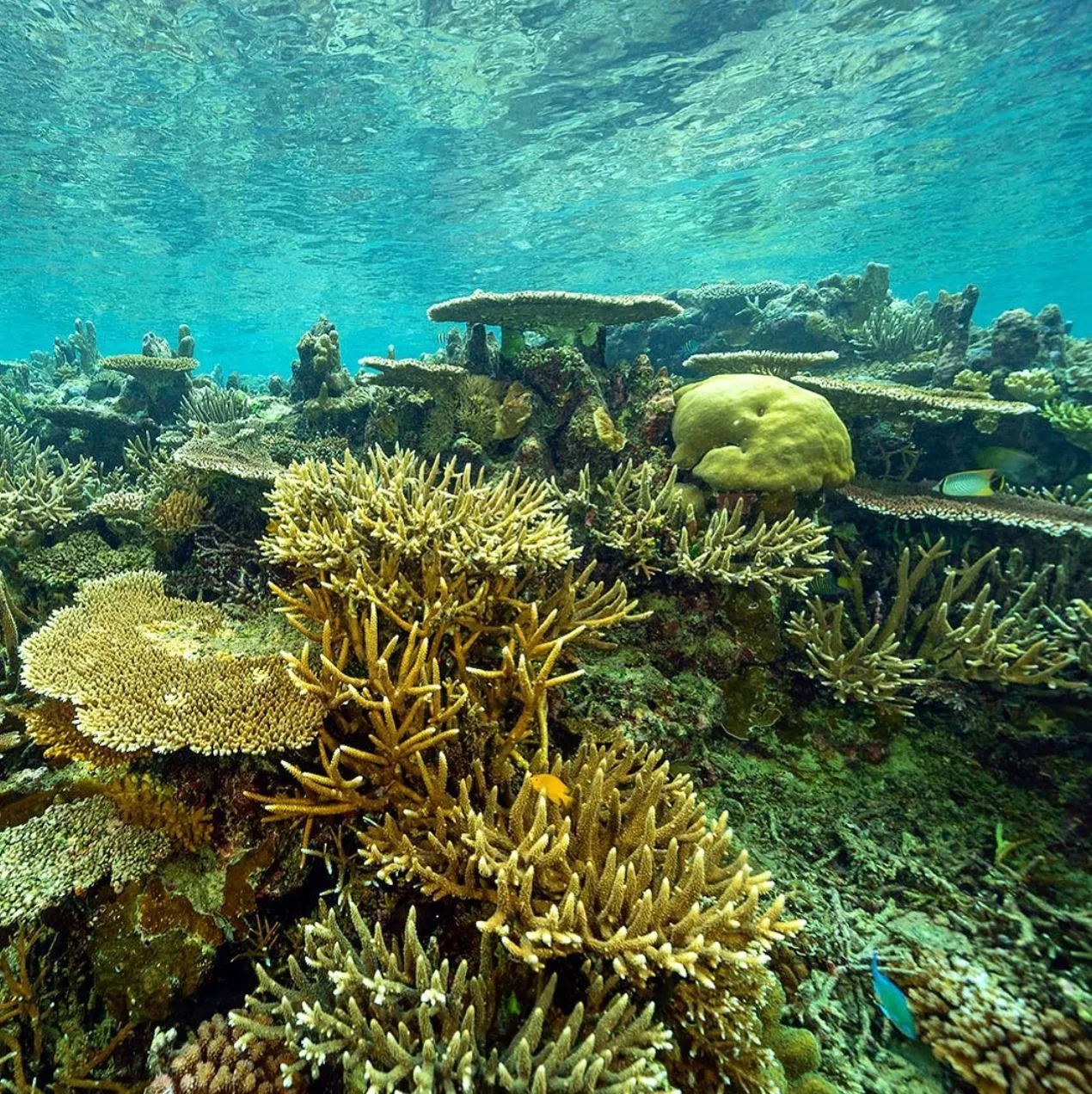 Hard Corals