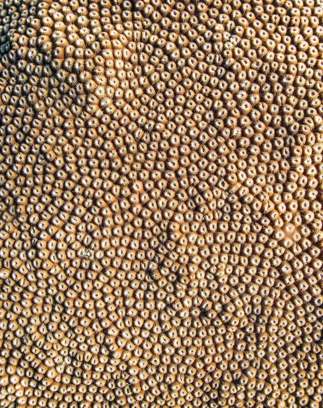 Honeycomb Coral