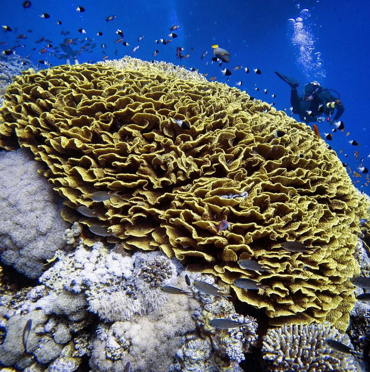 How Many Corals Live In Australia’s Giant Reef System?